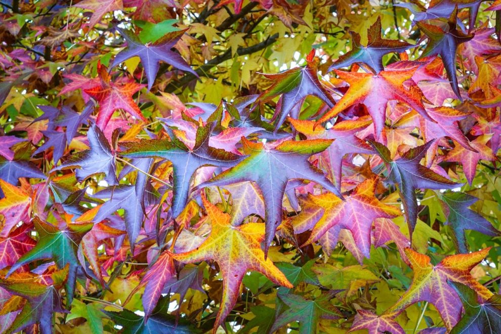 Sandra Uittenbogaart - Trees (9)