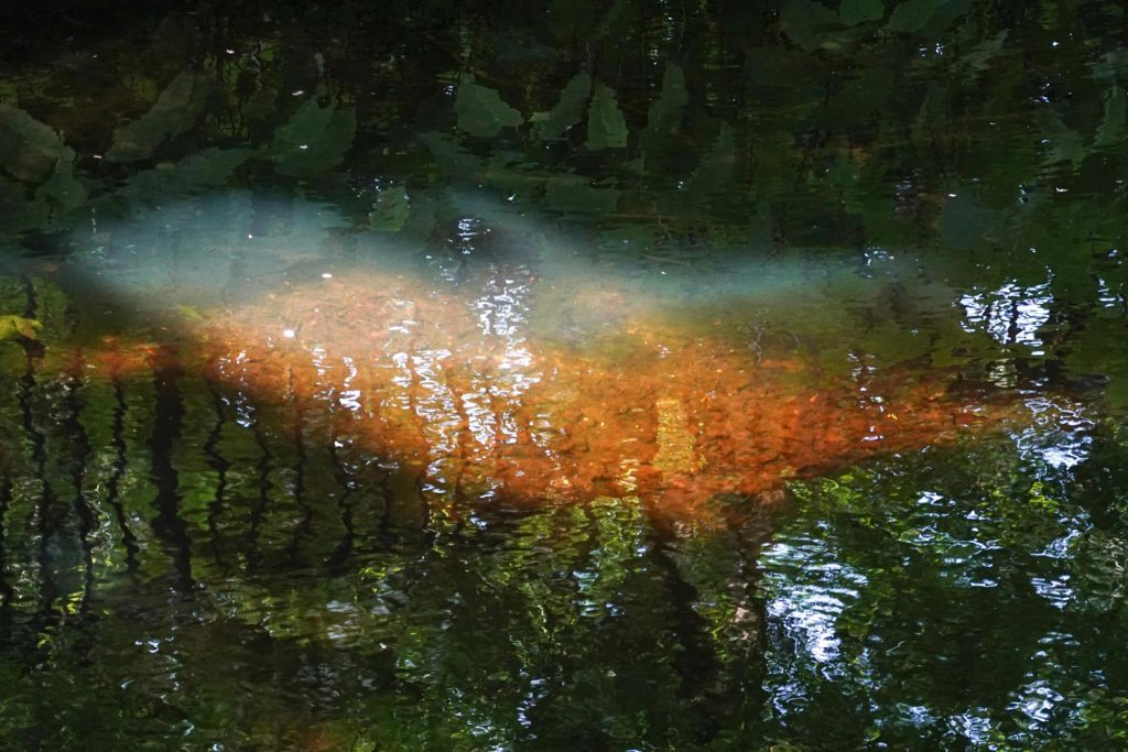 verfijnde fotokunst van helder water creëert een nieuwe, natuurlijke wereld
